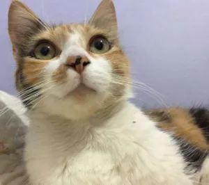 Gato raça SRD idade 1 ano nome Lira