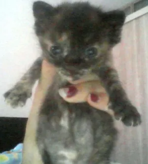Gato raça Sem raca definida idade Abaixo de 2 meses nome Sem nome