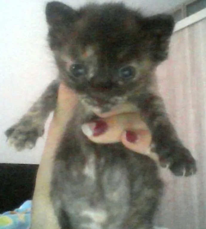 Gato ra a Sem raca definida idade Abaixo de 2 meses nome Sem nome