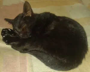 Gato raça Vira Lata idade 2 a 6 meses nome sem nome