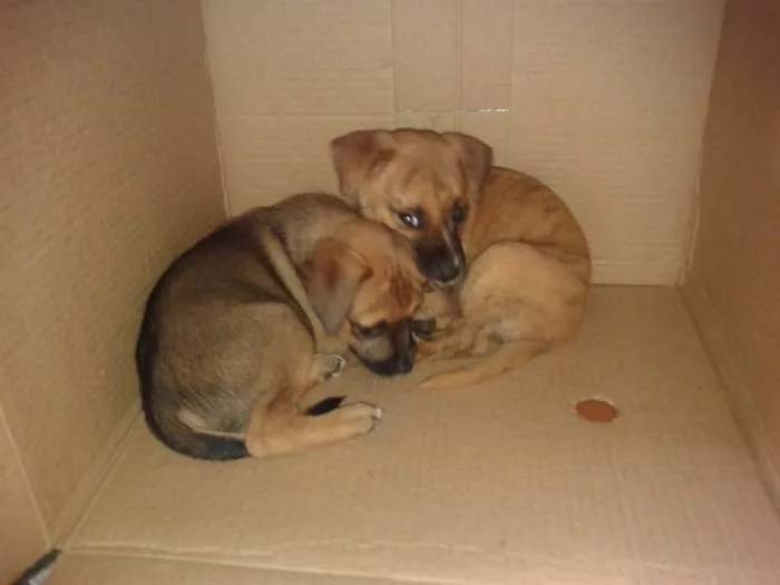 Cachorro ra a RND idade Abaixo de 2 meses nome Filhotes