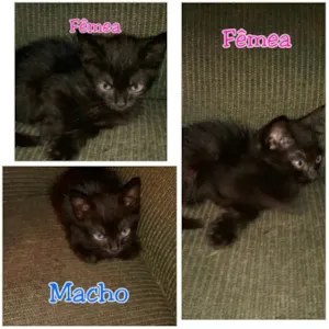 Gato raça Não definida  idade 2 a 6 meses nome Sem Nome