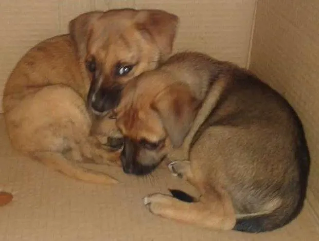 Cachorro ra a RND idade Abaixo de 2 meses nome Filhotes