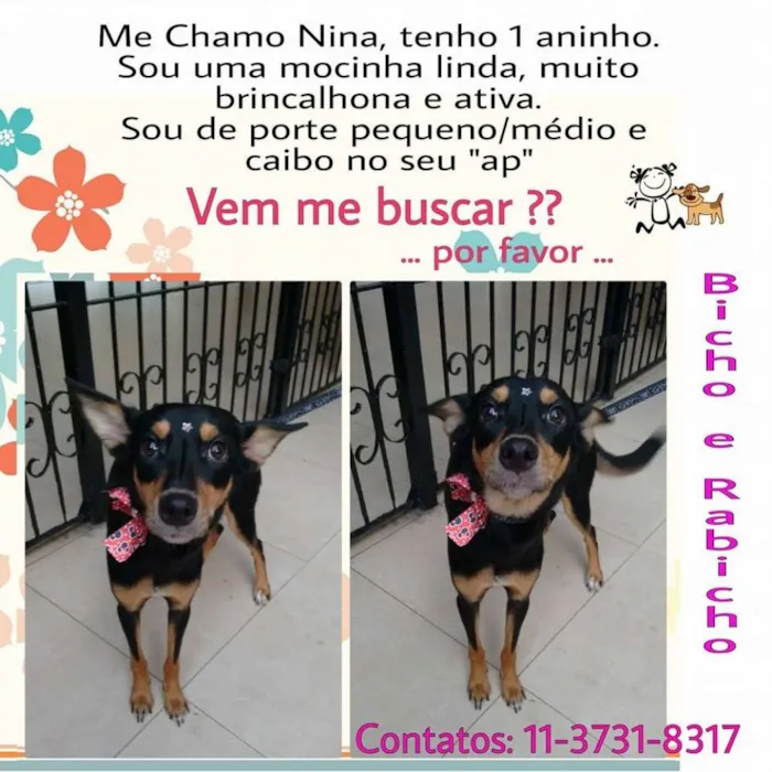 Cachorro ra a SRD idade 1 ano nome Nina