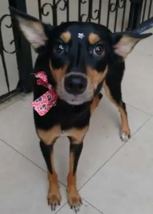 Cachorro raça SRD idade 1 ano nome Nina
