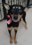 Nina