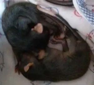Gato raça roedores idade Abaixo de 2 meses nome gambás