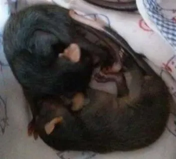 Gato ra a roedores idade Abaixo de 2 meses nome gambás