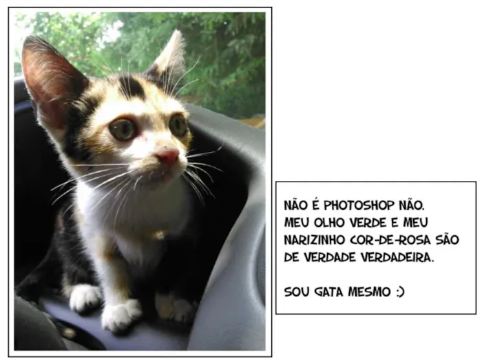 Gato ra a SRD idade Abaixo de 2 meses nome MJ