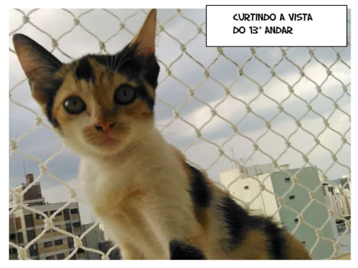 Gato ra a SRD idade Abaixo de 2 meses nome MJ