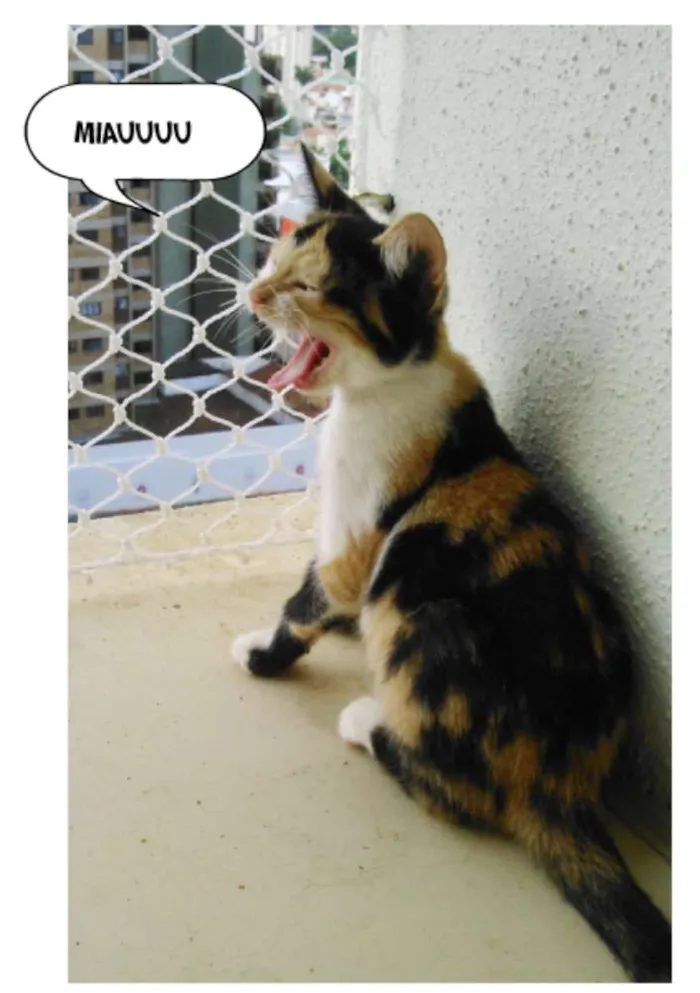 Gato ra a SRD idade Abaixo de 2 meses nome MJ