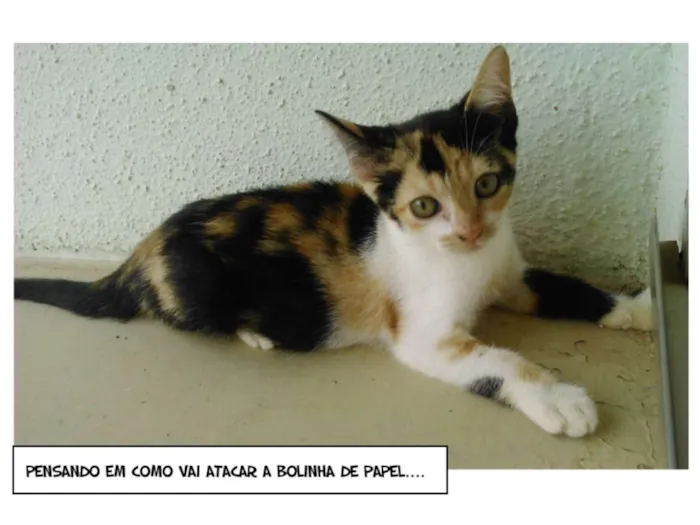 Gato ra a SRD idade Abaixo de 2 meses nome MJ