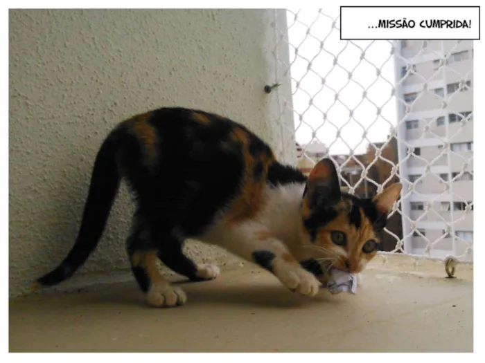 Gato ra a SRD idade Abaixo de 2 meses nome MJ