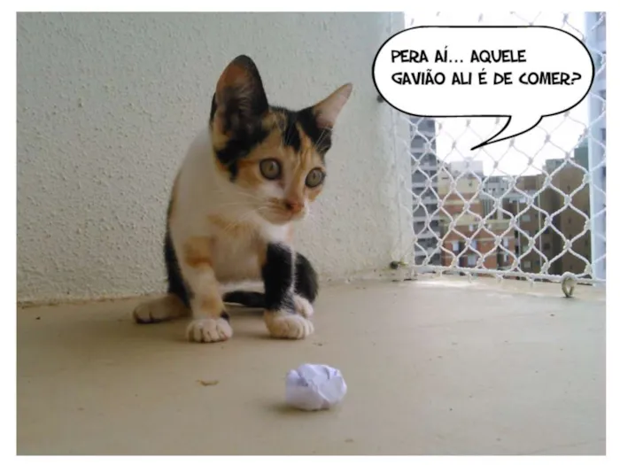 Gato ra a SRD idade Abaixo de 2 meses nome MJ