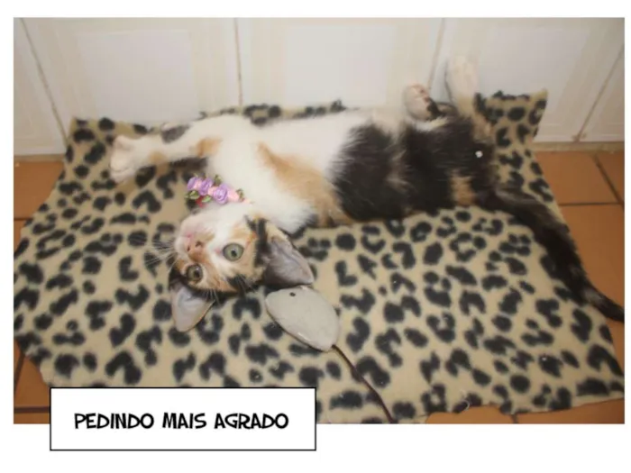 Gato ra a SRD idade Abaixo de 2 meses nome MJ