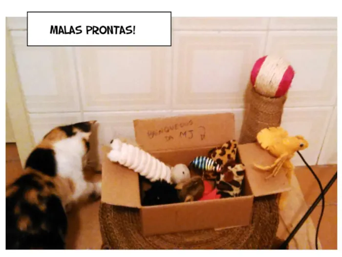 Gato ra a SRD idade Abaixo de 2 meses nome MJ