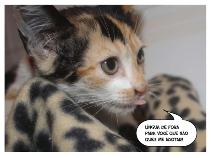Gato ra a SRD idade Abaixo de 2 meses nome MJ