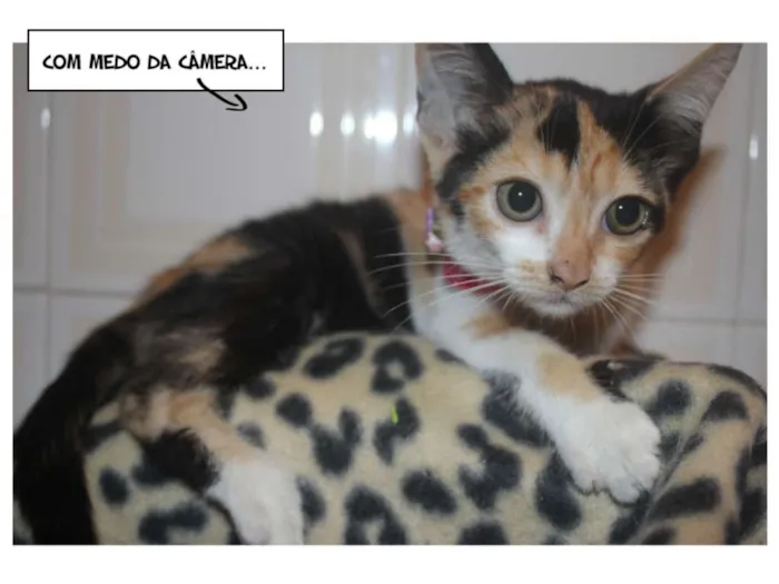 Gato ra a SRD idade Abaixo de 2 meses nome MJ