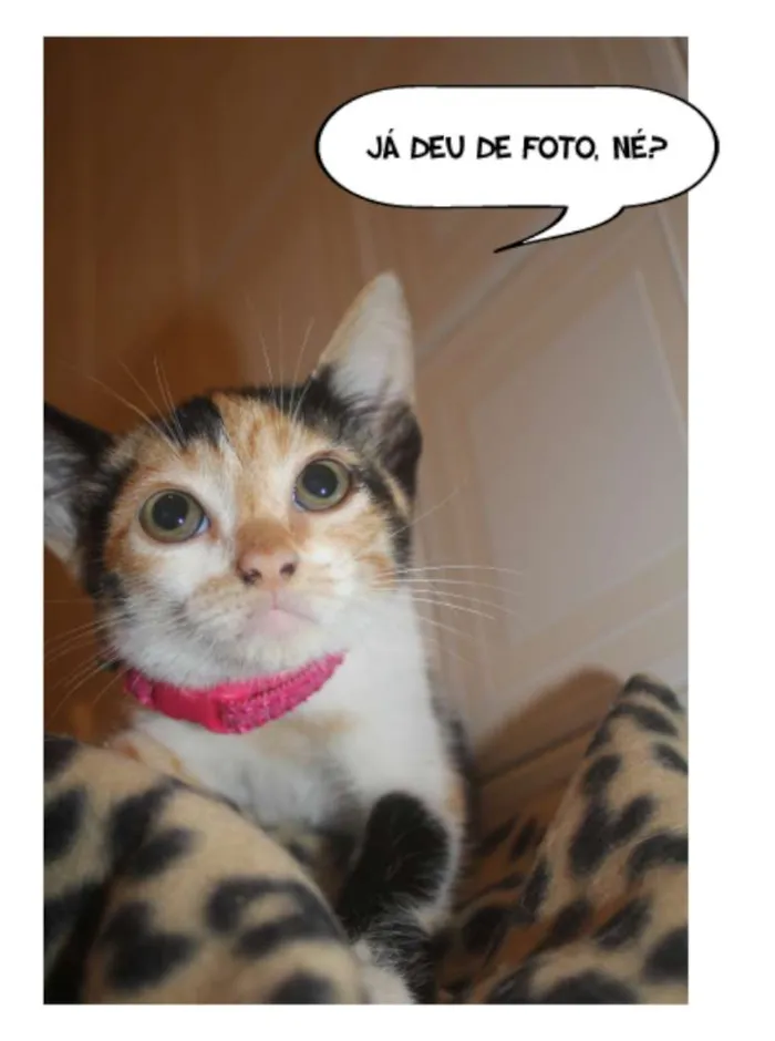 Gato ra a SRD idade Abaixo de 2 meses nome MJ