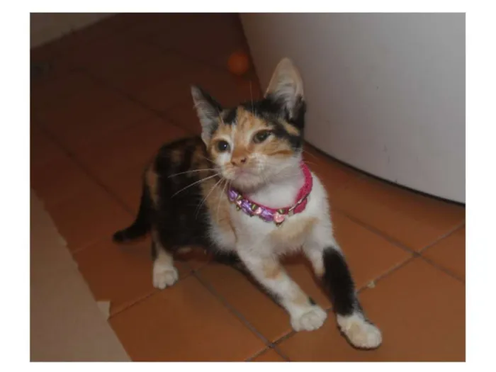 Gato ra a SRD idade Abaixo de 2 meses nome MJ