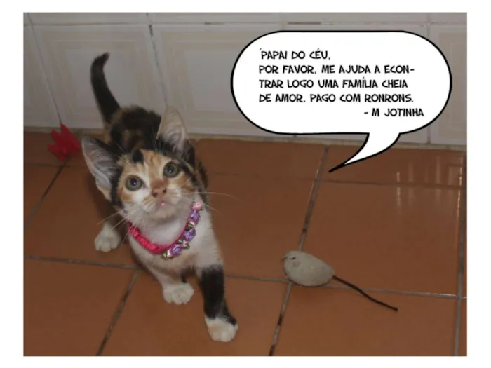 Gato ra a SRD idade Abaixo de 2 meses nome MJ