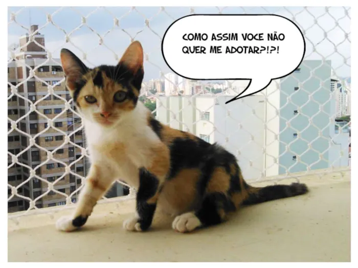 Gato ra a SRD idade Abaixo de 2 meses nome MJ