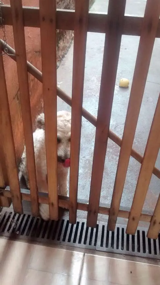 Cachorro ra a  idade 1 ano nome Belinha