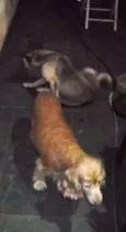 Parrudo e flor 