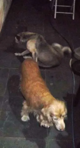 Cachorro ra a Cocker e um mestiço  idade 5 anos nome Parrudo e flor 