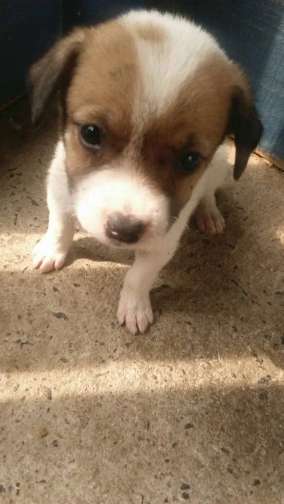 Cachorro ra a Pit-Bull idade 2 a 6 meses nome sem nome