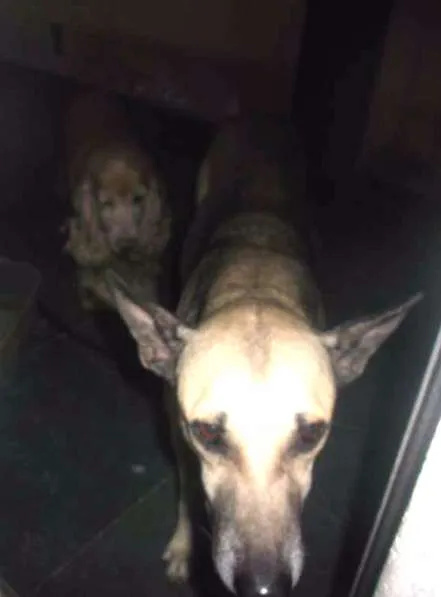 Cachorro ra a Cocker e um mestiço  idade 5 anos nome Parrudo e flor 