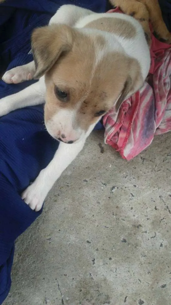 Cachorro ra a Pit-Bull idade 2 a 6 meses nome sem nome