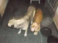 Parrudo e flor 