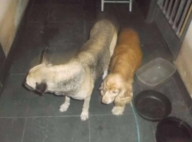 Cachorro ra a Cocker e um mestiço  idade 5 anos nome Parrudo e flor 