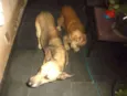 Parrudo e flor 
