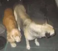 Parrudo e flor 