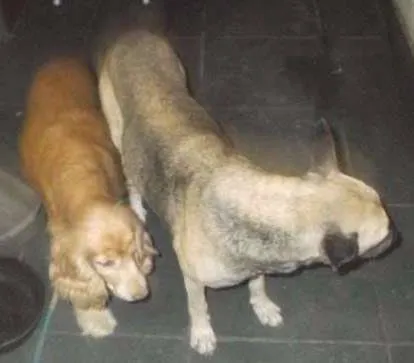 Cachorro ra a Cocker e um mestiço  idade 5 anos nome Parrudo e flor 