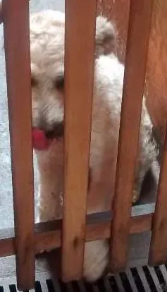 Cachorro ra a  idade 1 ano nome Belinha