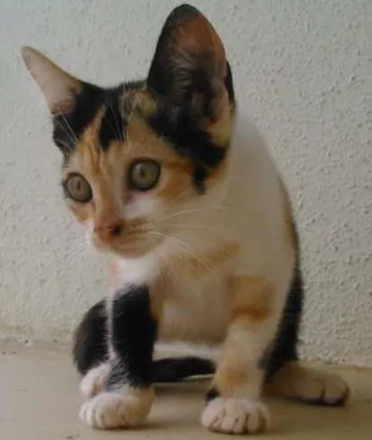 Gato ra a SRD idade Abaixo de 2 meses nome MJ
