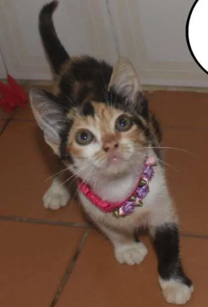 Gato ra a SRD idade Abaixo de 2 meses nome MJ