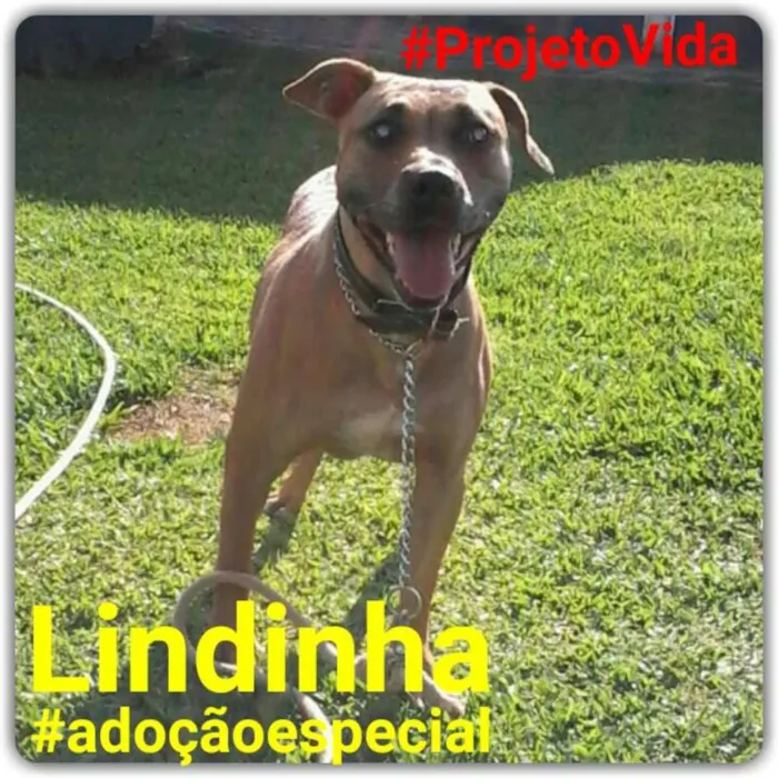 Cachorro ra a Pit-Bull idade 6 ou mais anos nome Lindinha