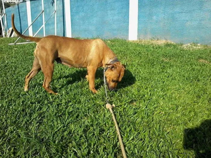 Cachorro ra a Pit-Bull idade 6 ou mais anos nome Lindinha