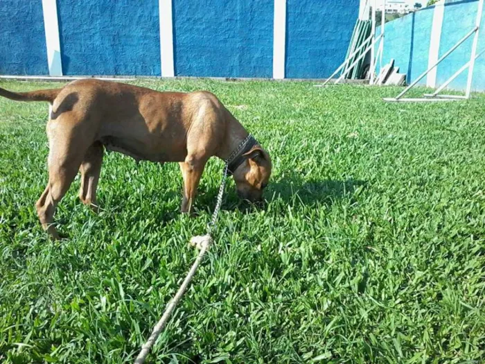 Cachorro ra a Pit-Bull idade 6 ou mais anos nome Lindinha