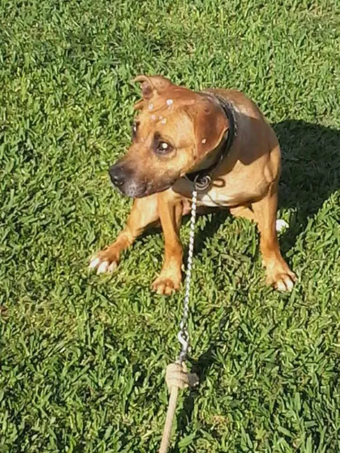 Cachorro ra a Pit-Bull idade 6 ou mais anos nome Lindinha
