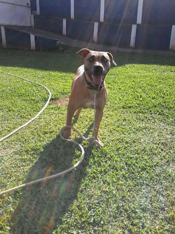 Cachorro ra a Pit-Bull idade 6 ou mais anos nome Lindinha
