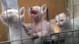 Gatinhos
