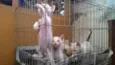 Gatinhos