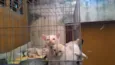 Gatinhos