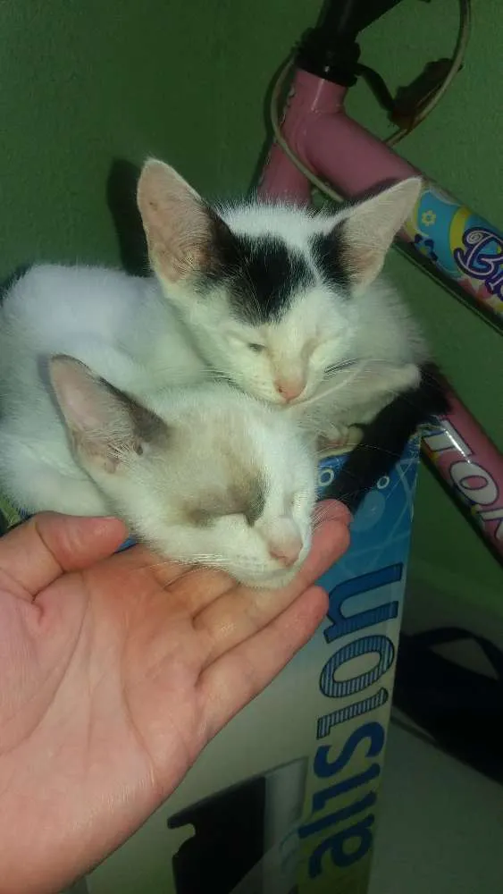 Gato ra a Indefinida idade Abaixo de 2 meses nome Gatinhos filhote