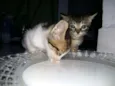 Gatinhos filhote